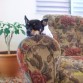 Tiny descansando